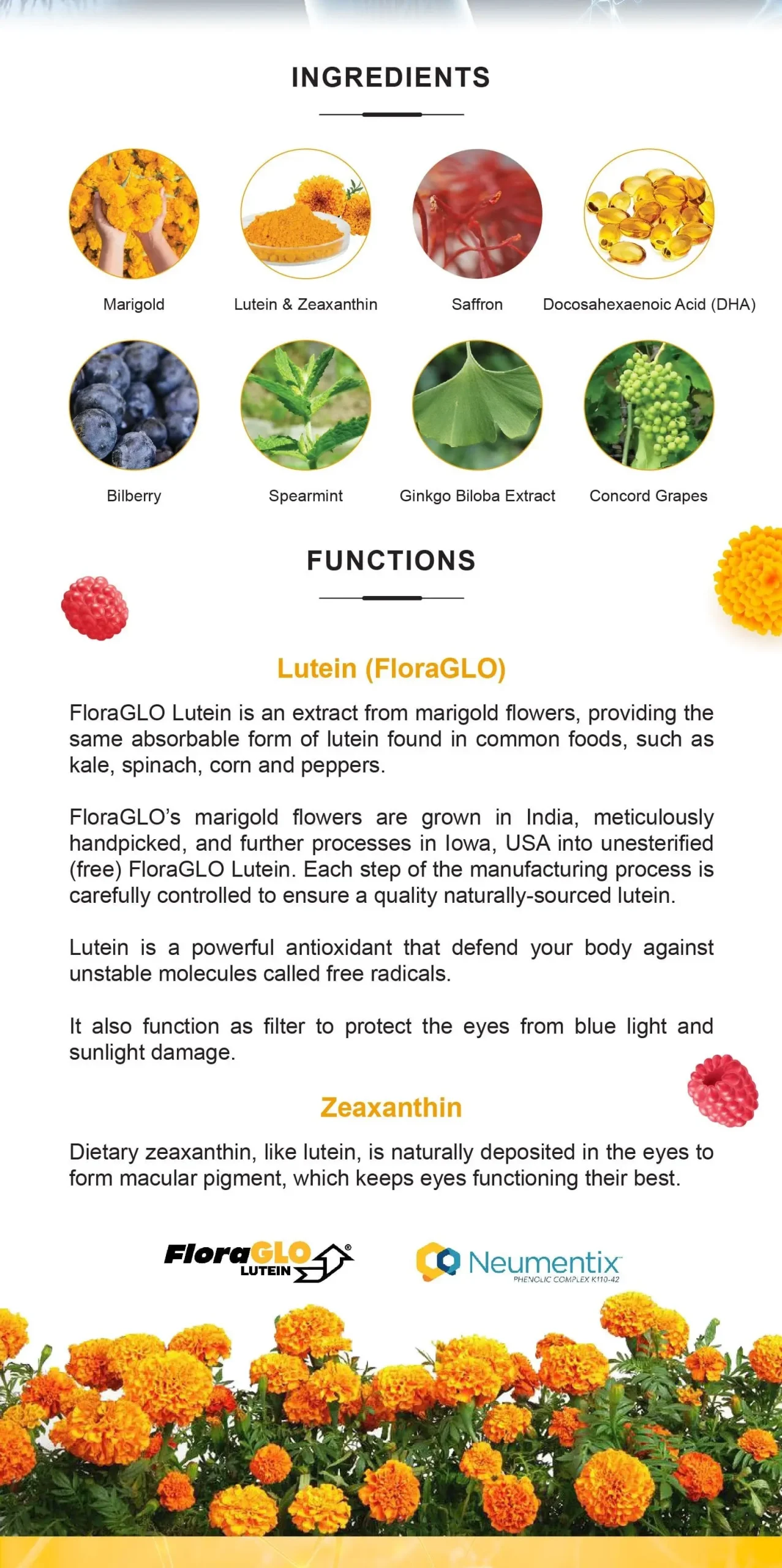 SNC - SuperLife Neuron Care